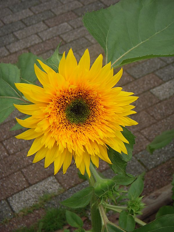 Dscn2237