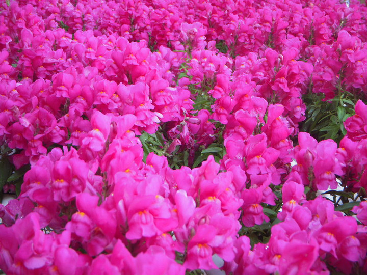 Dscn1163