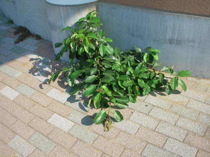Dscn1831