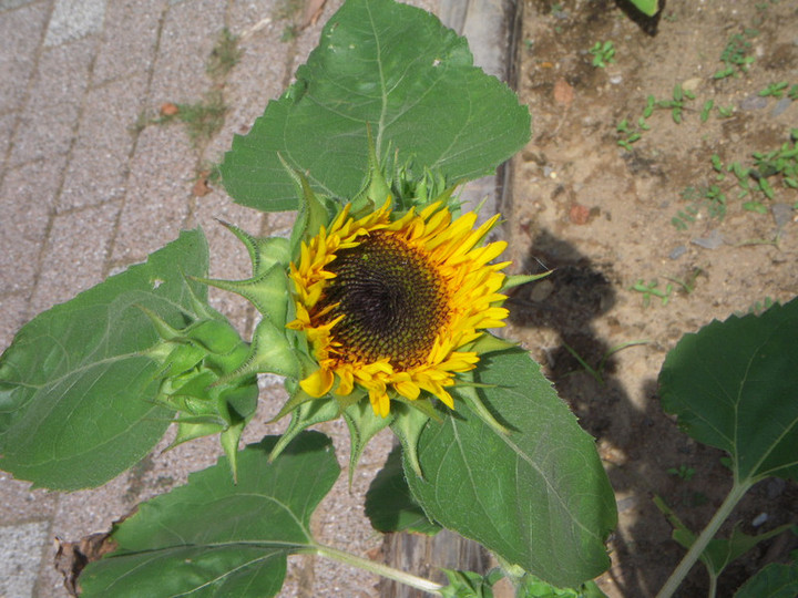 Dscn0532
