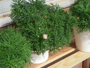 Dscn5170