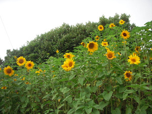 Dscn1604_2