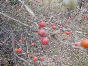 Dscn4619