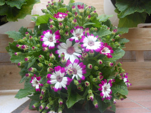 Dscn5349