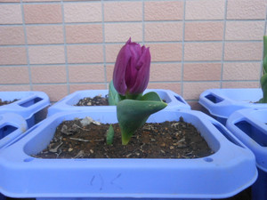 Dscn6074